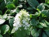 Ajuga reptans 'Alba'
