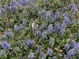 Ajuga reptans