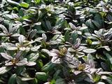 Ajuga tenorii 'Valfredda' (= 'Chocolate Chip')