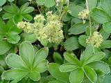 Alchemilla alpina