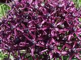 Allium atropurpureum