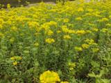 Alyssum montanum 'Berggold'