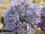 Allium caeruleum