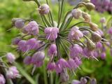 Allium cernuum