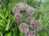 Allium christophii