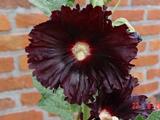 Alcea rosea 'Nigra'