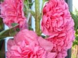 Alcea rosea 'Charters Rosa'