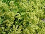 Alchemilla epipsila
