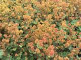 Alchemilla erythropoda