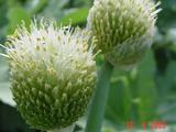 Allium fistulosum (BIESLOOK GROF)
