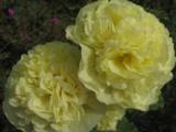 Alcea rosea 'Charters Gelb'