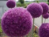 Allium giganteum