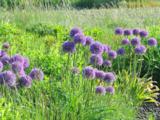 Allium 'Gladiator'
