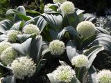 Allium karataviense 'Ivory Queen'