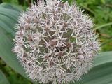Allium karataviense