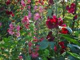 Alcea ficifolia 'Las Vegas'