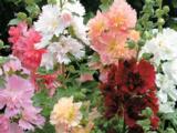 Alcea rosea Chater's Double Hybrids