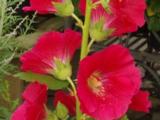 Alcea rosea 'Mars Magic'