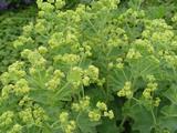 Alchemilla mollis