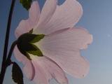 Alcea pallida