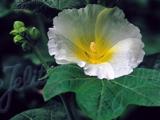 Alcea rosea 'Polarstar'