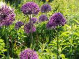 Allium aflatunense 'Purple Sensation'