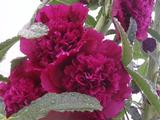 Alcea rosea 'Charters Rot'
