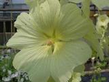 Alcea rugosa