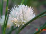 Allium schoenoprasum 'Album'