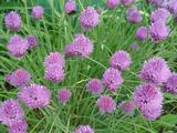 Allium schoenoprasum (BIESLOOK)
