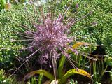 Allium schubertii