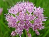 Allium senescens