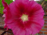 Alcea rosea 'Simplex'