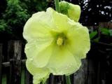 Alcea rosea 'Sunshine'
