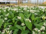 Allium ursinum