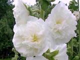 Alcea rosea 'Charters Weiss'