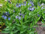 Amsonia 'Blue Ice'