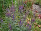 Amorpha canescens