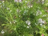 Amsonia hubrichtii