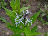 Amsonia illustris