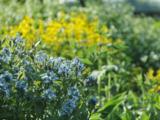 Amsonia orientalis