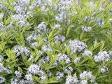 Amsonia tabernaemontana var. salicifolia