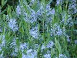Amsonia tabernaemontana 'Stella Azul' [J.S.]