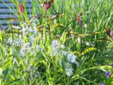 Amsonia tabernaemontana