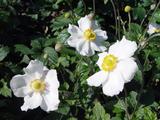 Anemone hybrida (x) 'Andrea Atkinson'