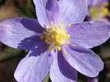 Anemone nemorosa 'Allenii' 1J