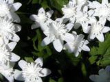 Anemone nemorosa 'Alba Plena' 1J