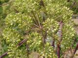 Angelica archangelica (ENGELWORTEL)