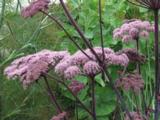 Angelica gigas 'Atropurpurea'