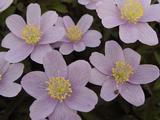 Anemone nemorosa 'Blue Beauty' 2J